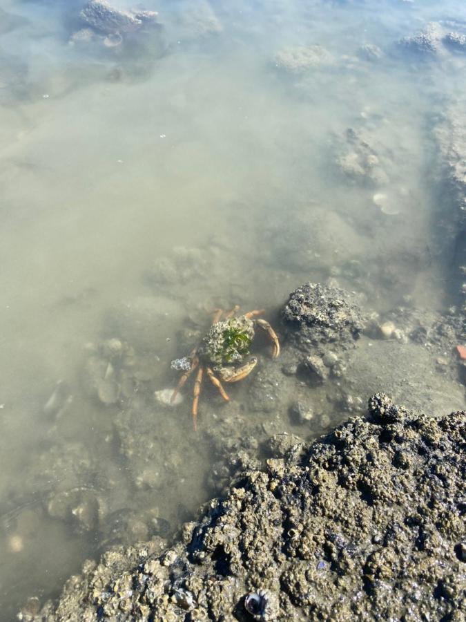 Wierums Huske Aan De Waddenzee Unesco Werelderfgoed Экстерьер фото